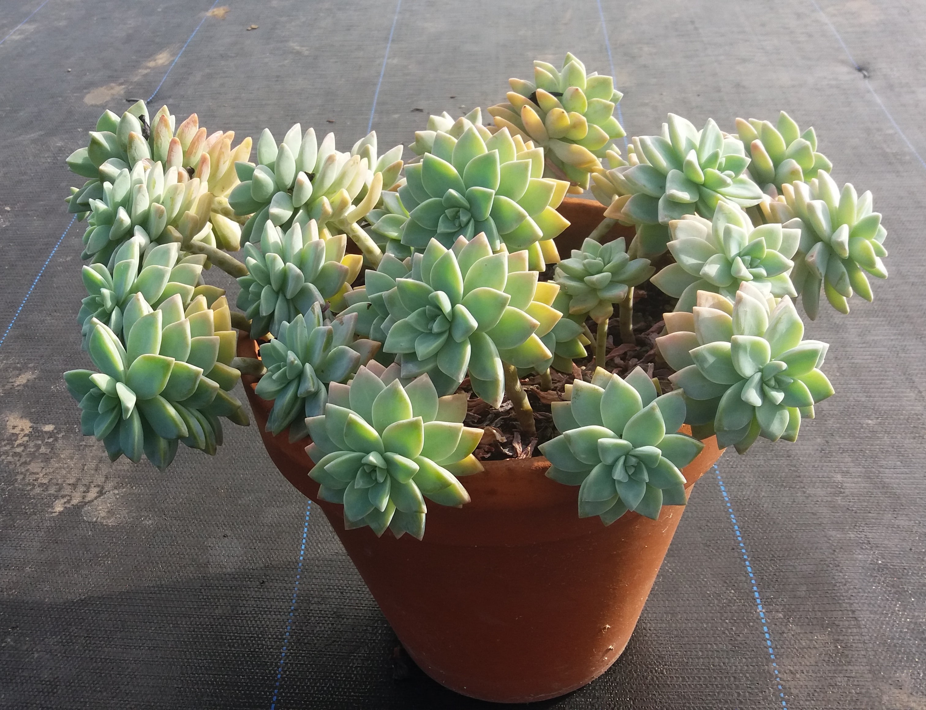 Graptopetalum Paraguayense