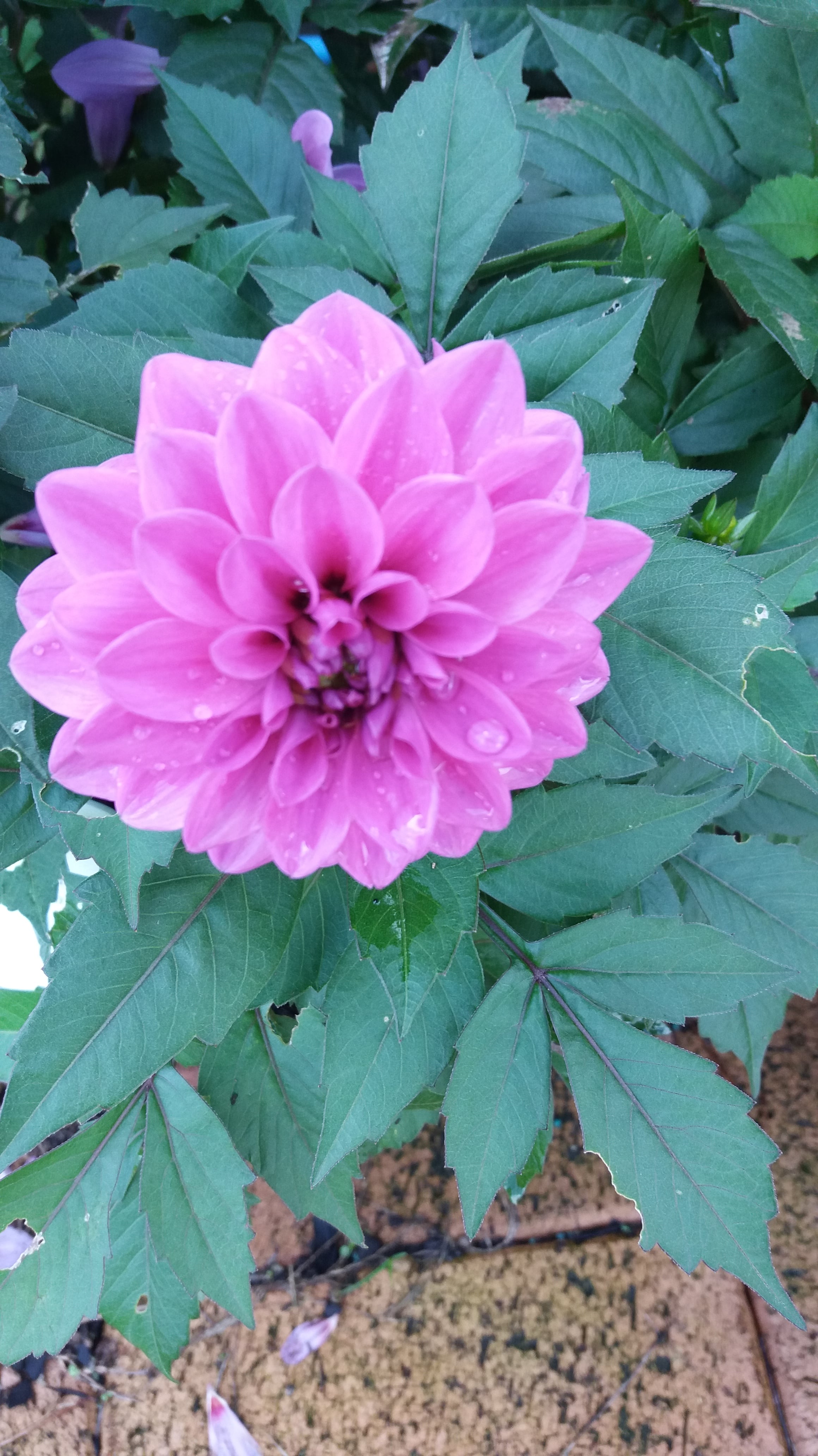 Dahlia