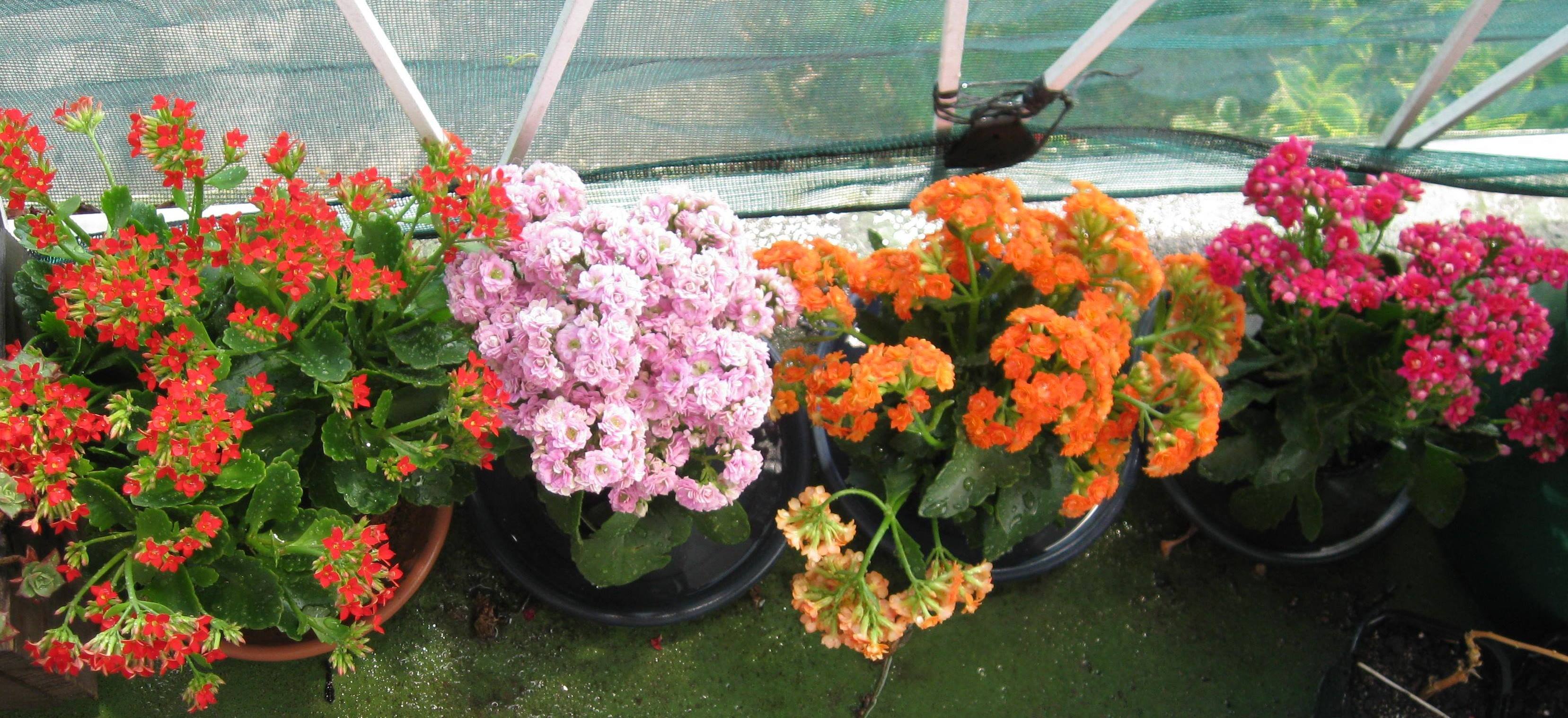 Kalanchoes