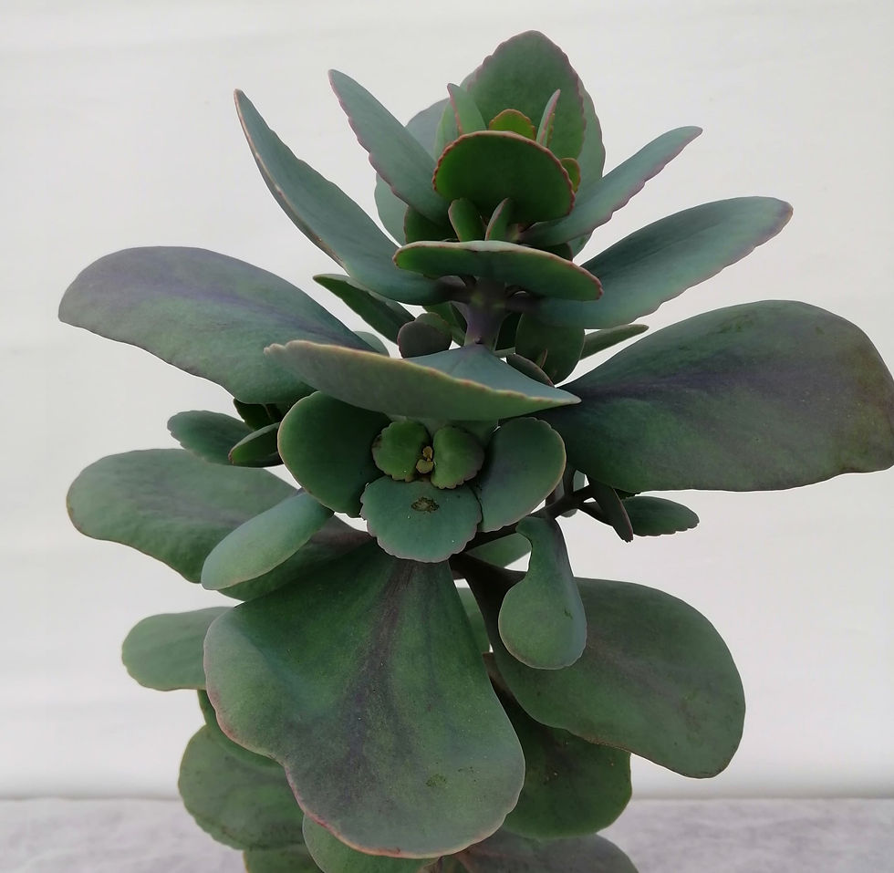 Kalanchoe Thyriflora - Flapjack