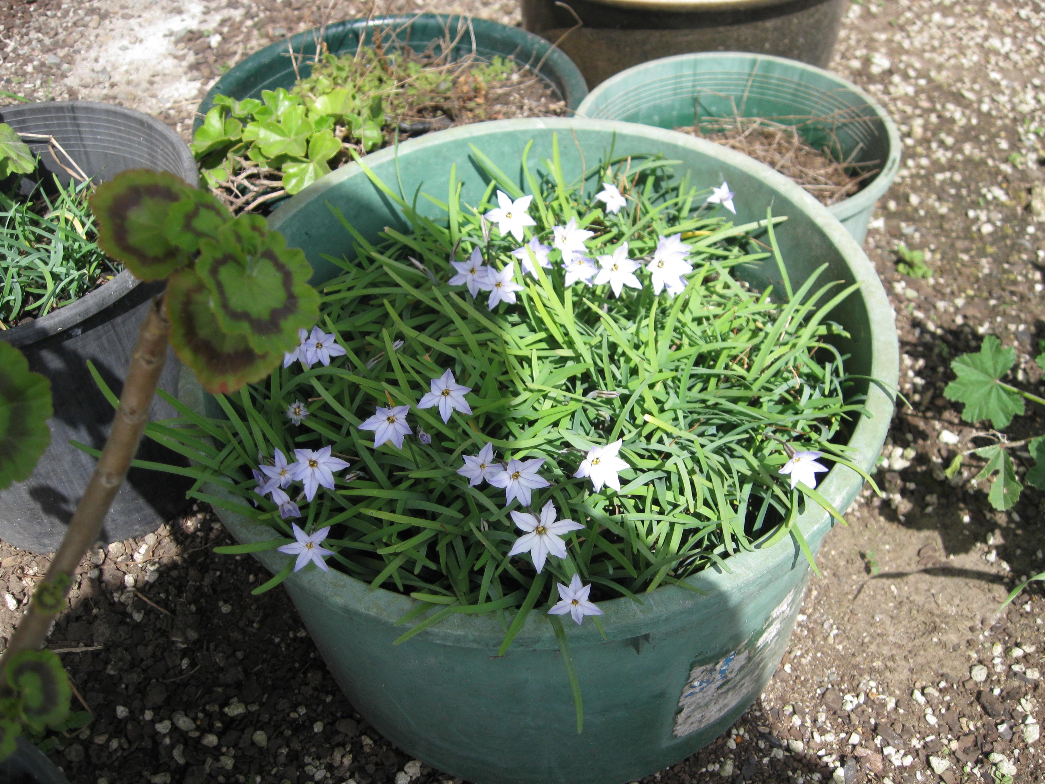 Sisyrinchium Angustifolium - Blue