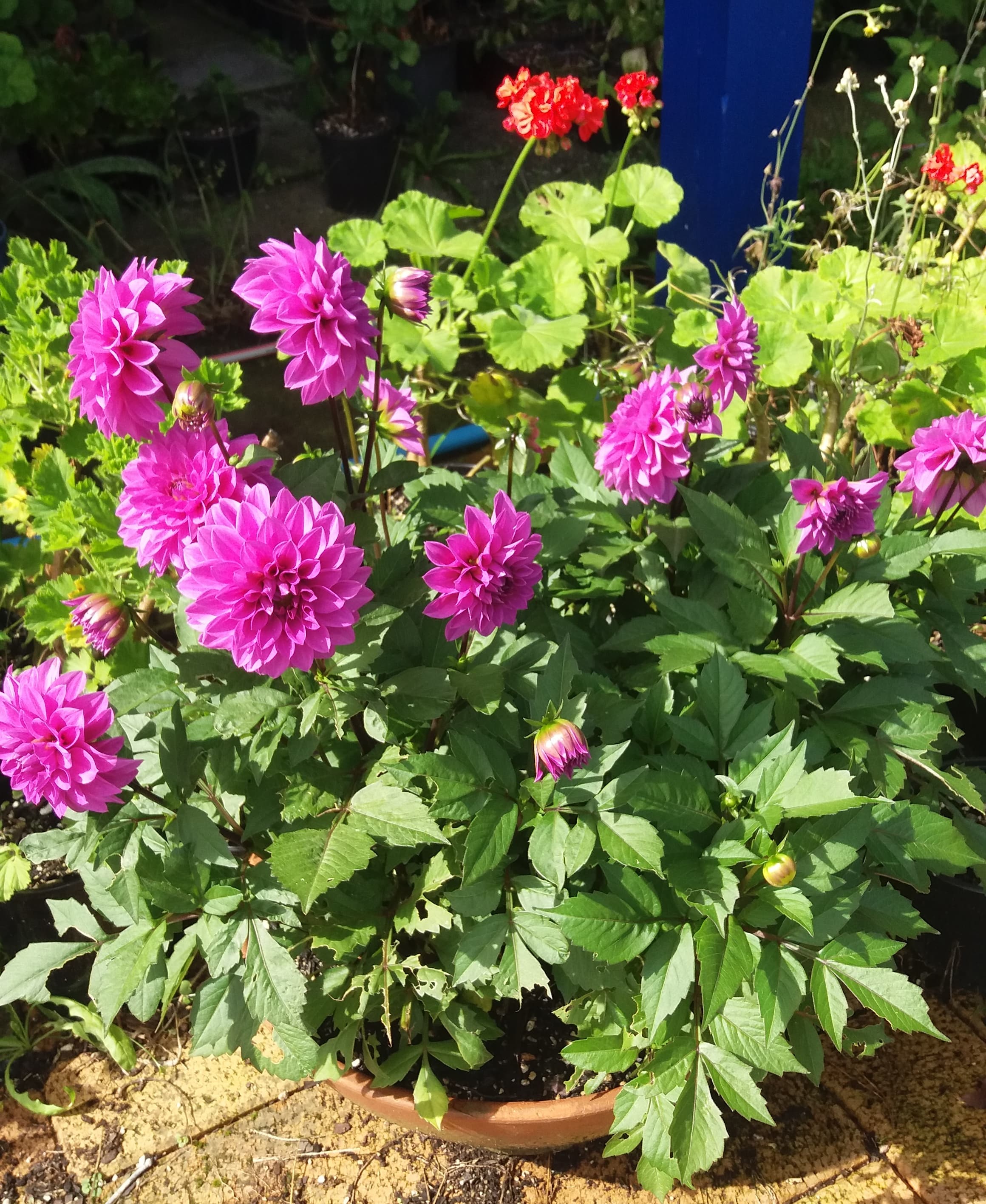 Dahlia