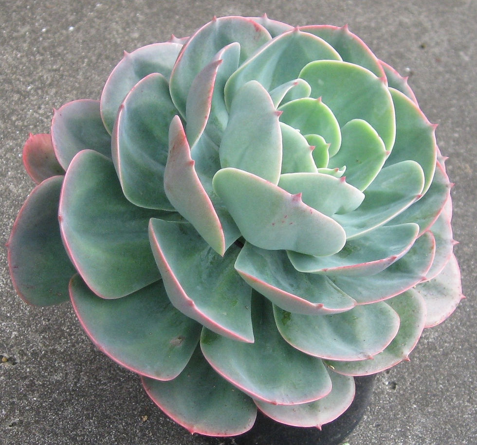 Echeveria Imbricata