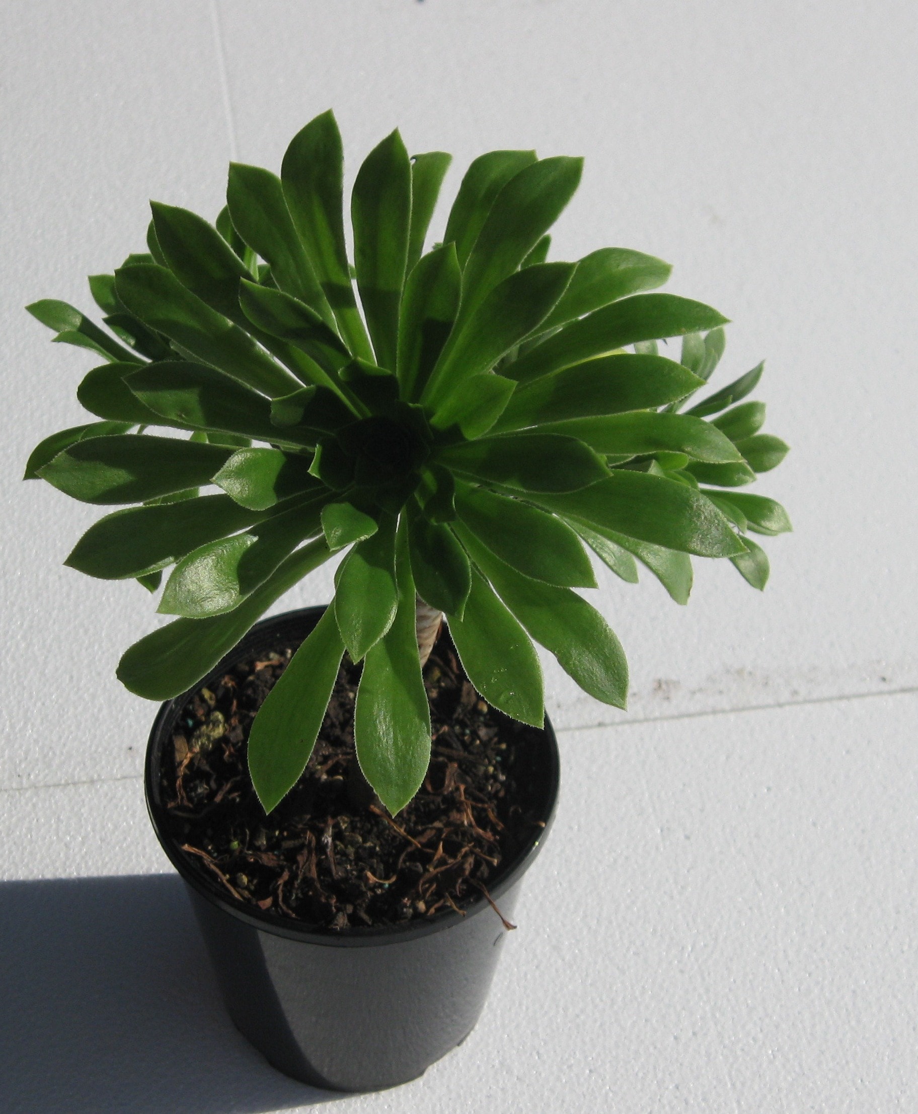 Aeonium Arboreum Marokko