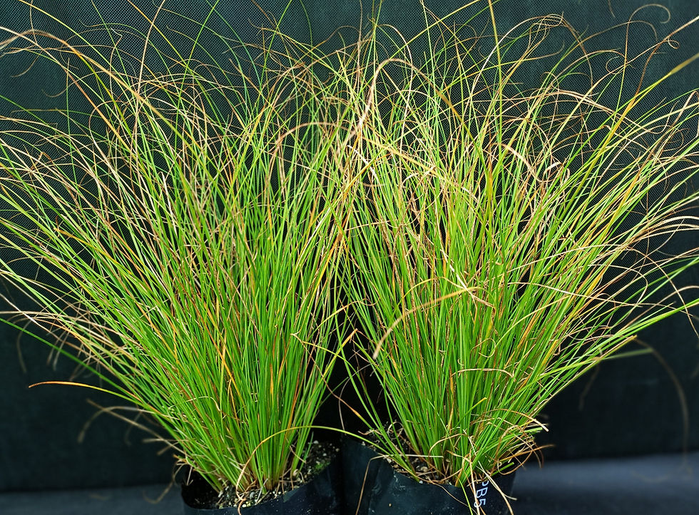 Carex Dipsacea