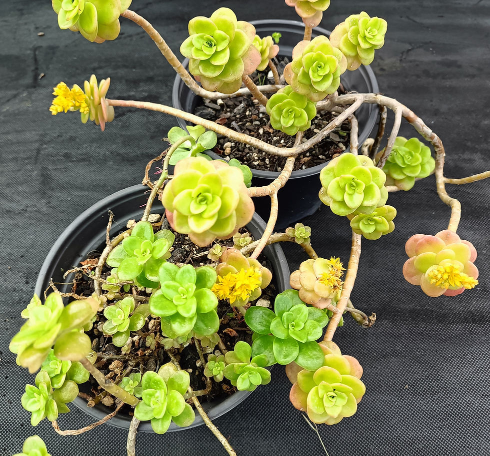 Sedum Kimnachii