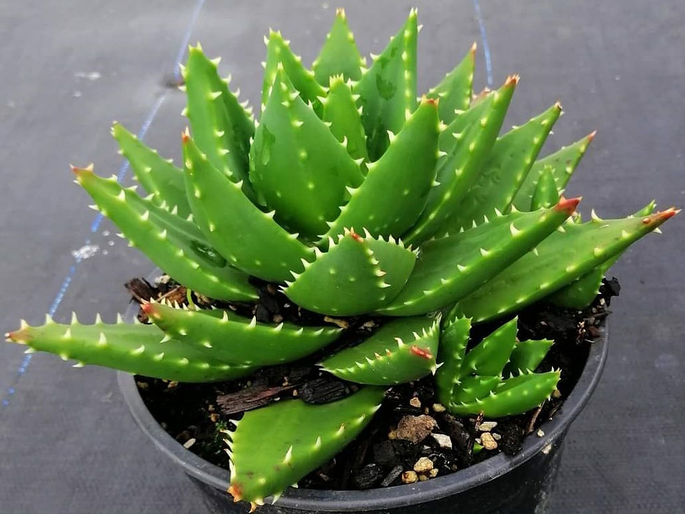 Aloe Nobilis