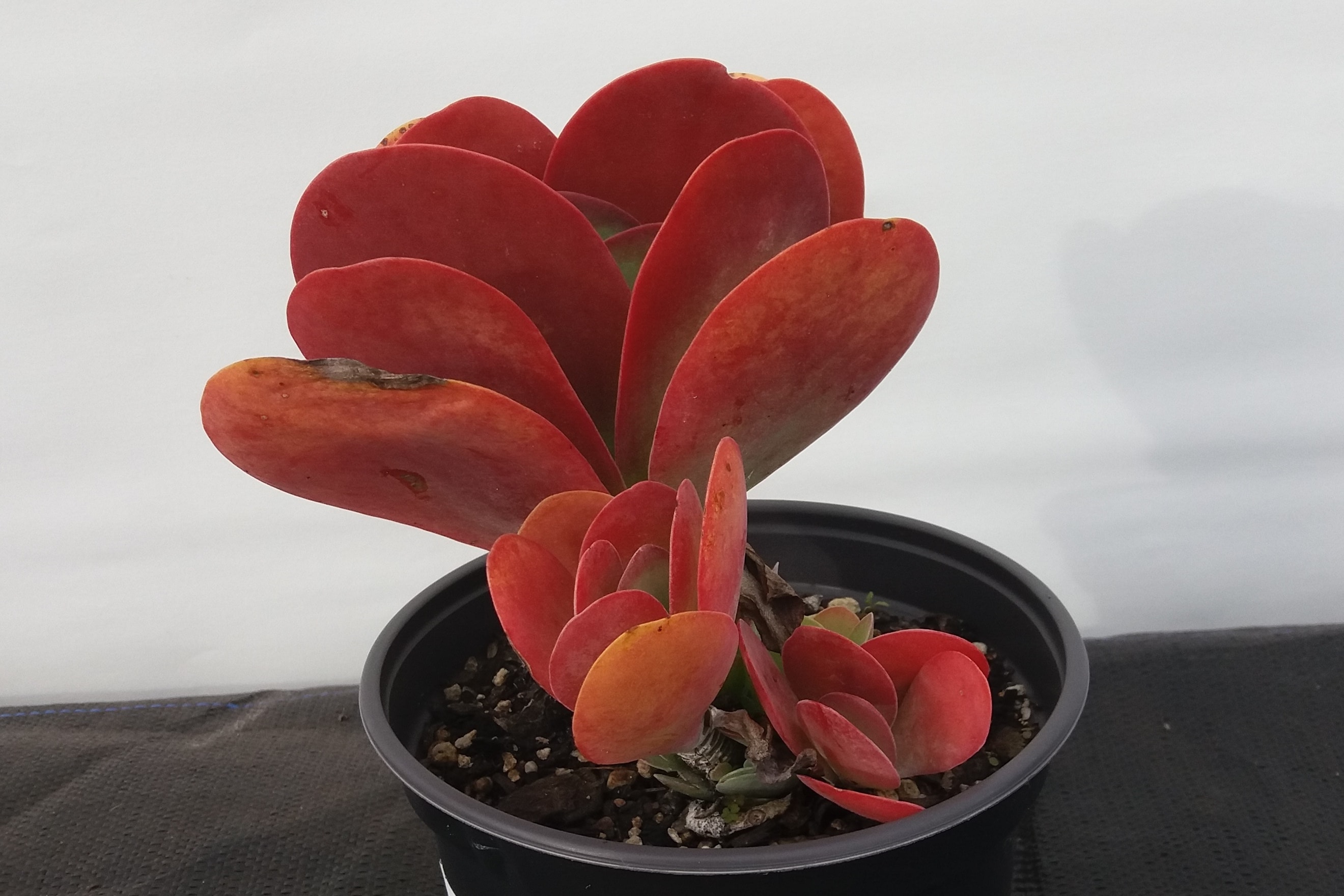 Kalanchoe - Ruby Lips
