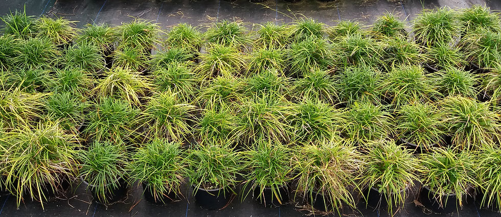 Ophiopogon Japonicus - Mondo Grass