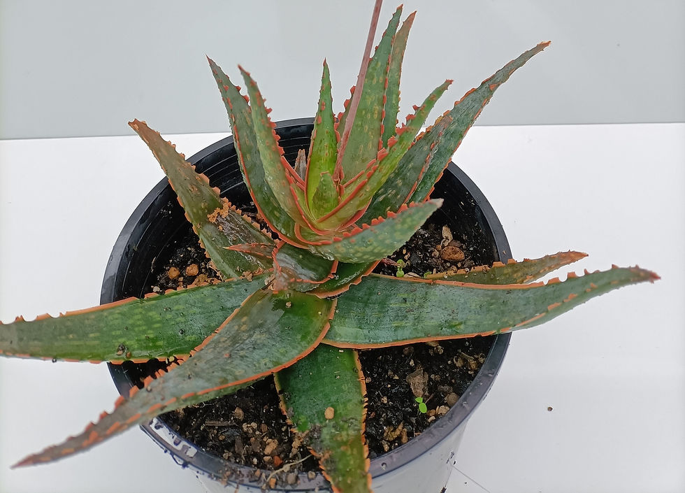 Aloe Hybrid Marlin