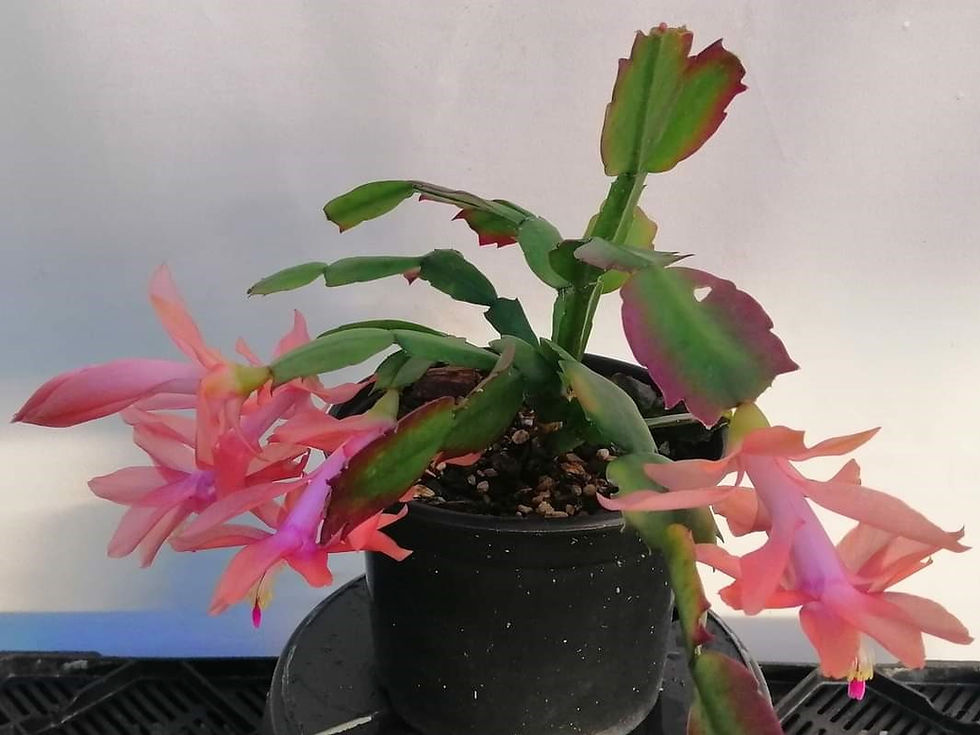 Zygocactus - Salmon