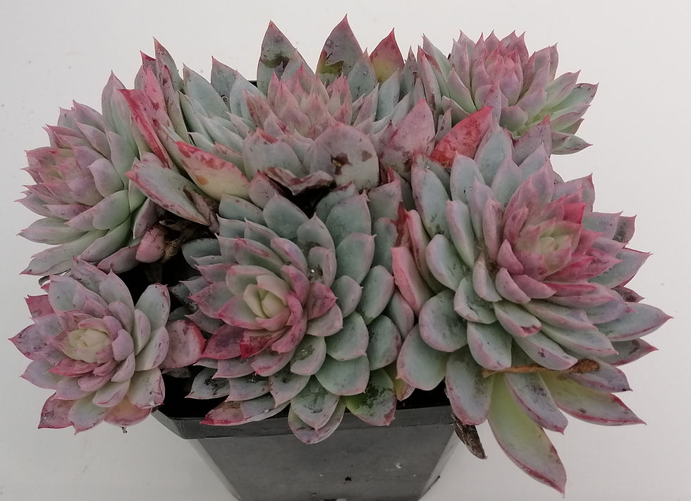 Echeveria Violet Queen