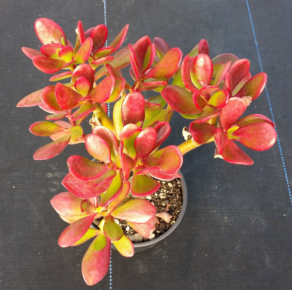 Crassula Ovata - Jade Plant - Red