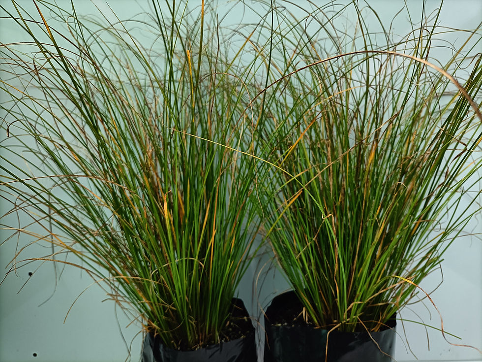 Carex Virgata