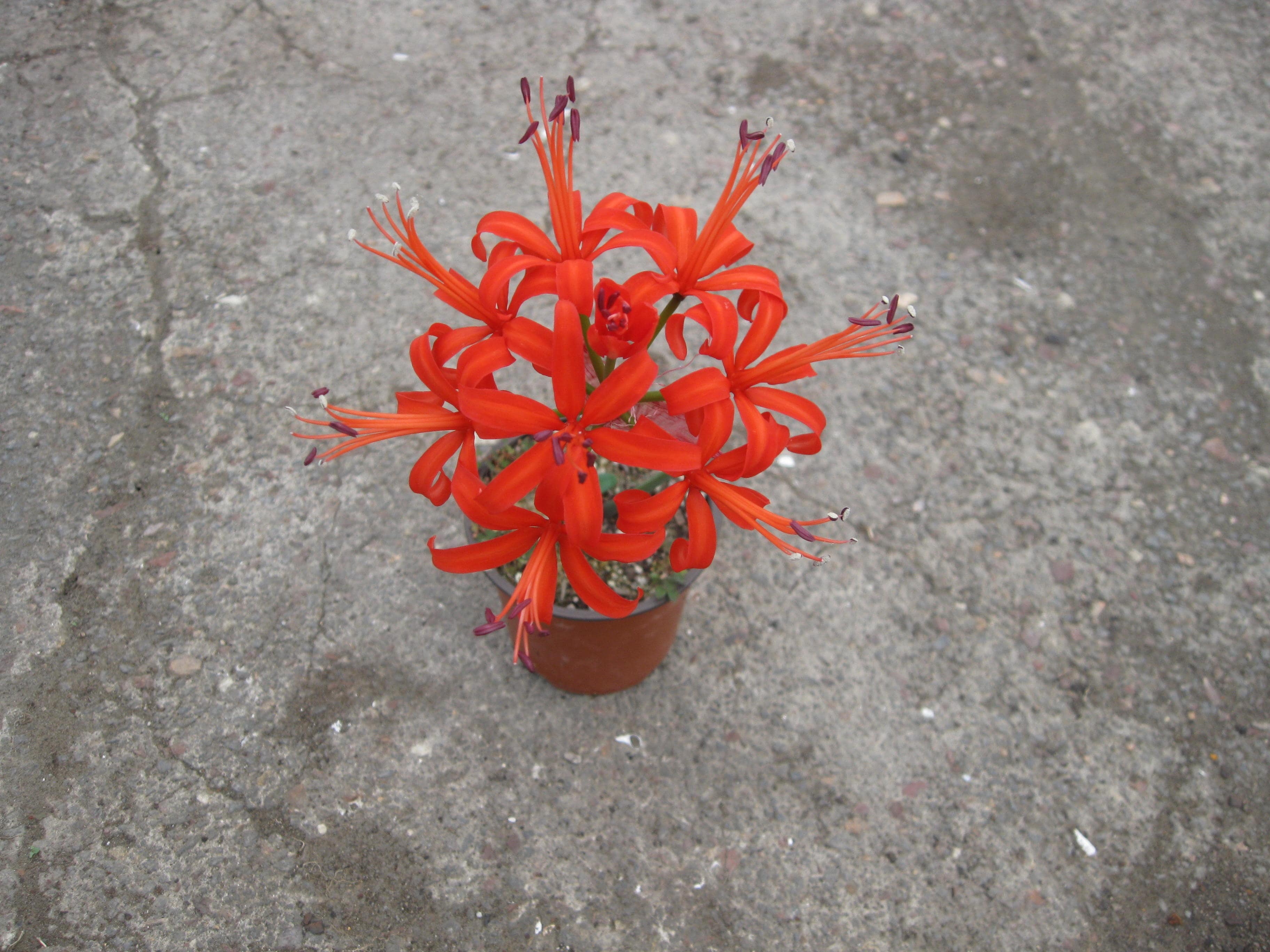 Nerine - Afterglow Red
