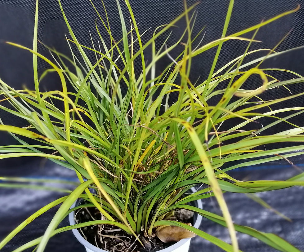 Phormium Surfer