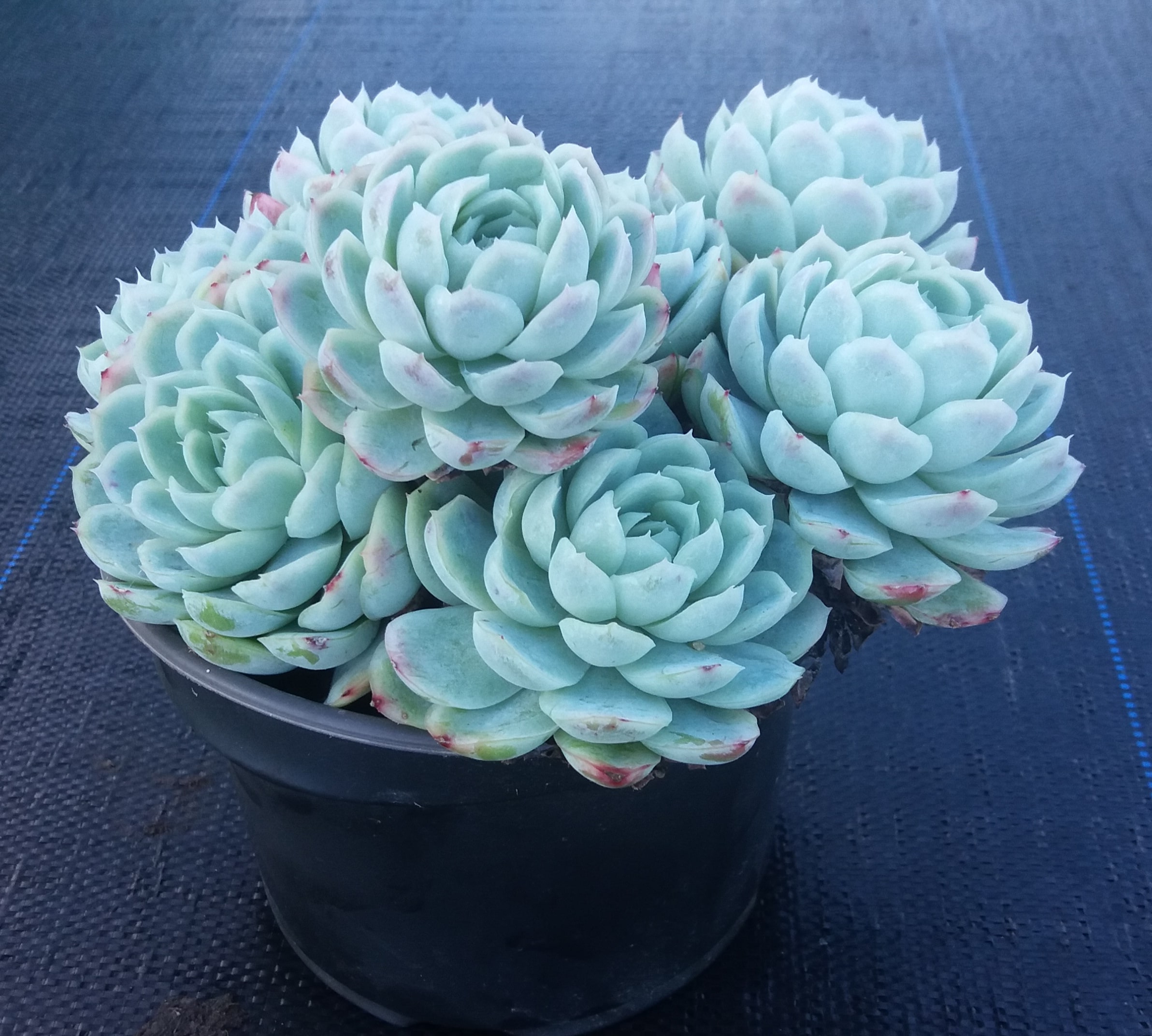 Echeveria Elegans
