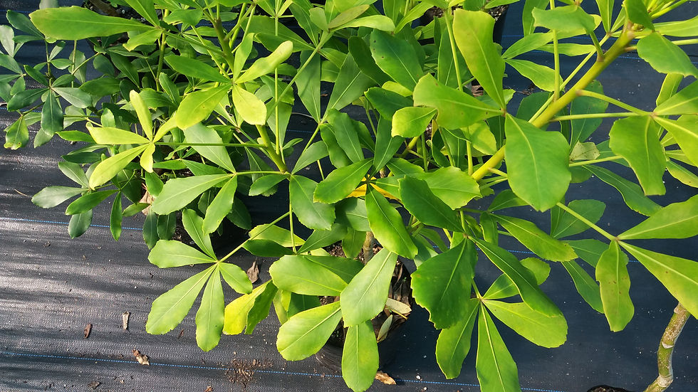 Pseudopanax Lessonii Houpara