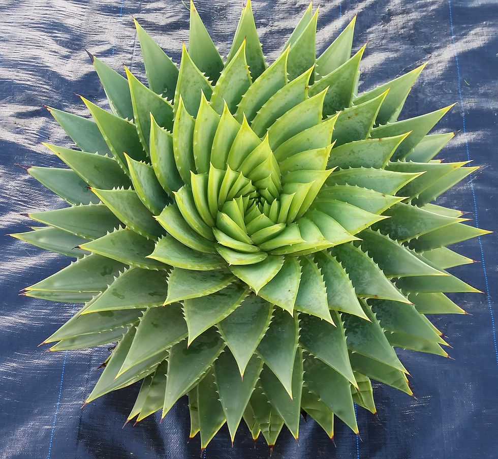 Aloe Polyphylla