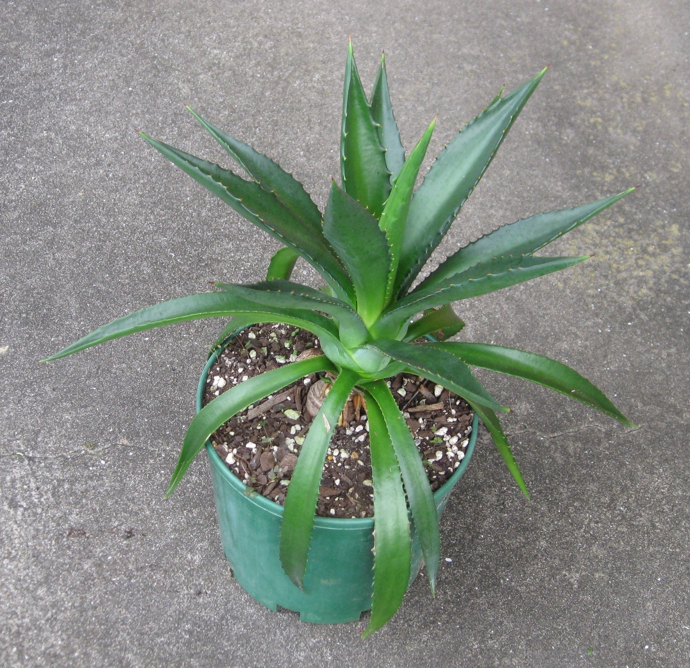 Agave Decipiens