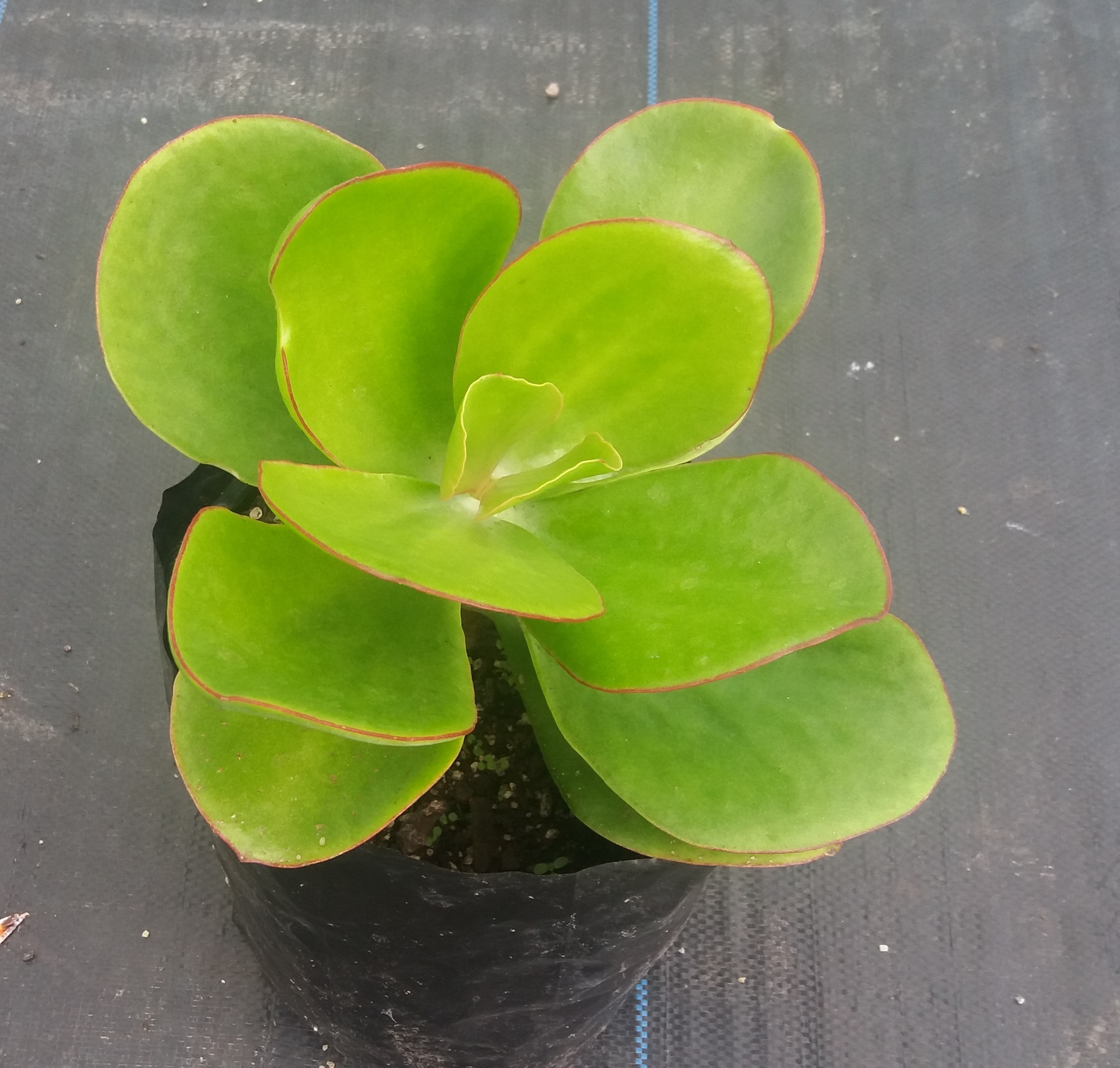 Echeveria Gigantea