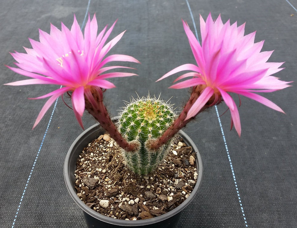 Echinopsis Cactus