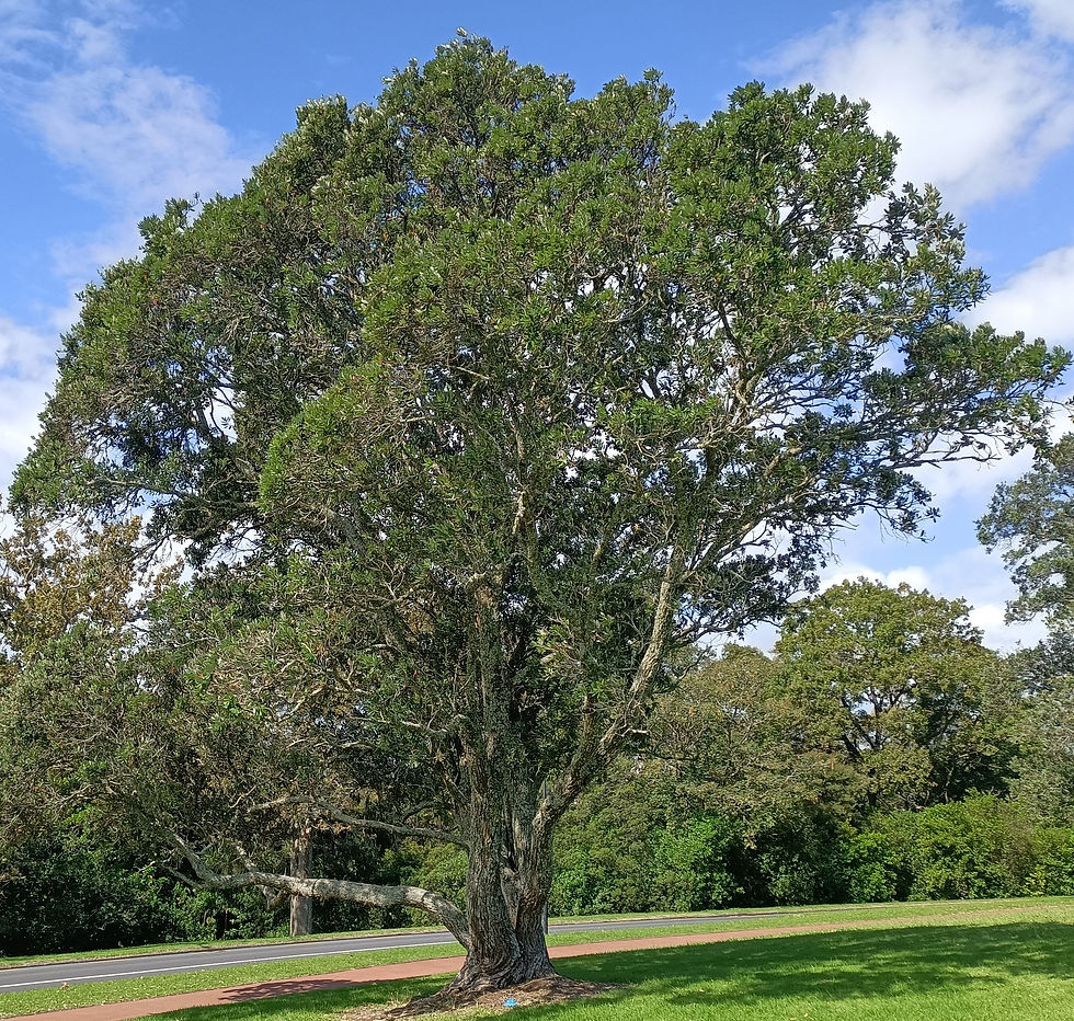 Pohutukawa - Metrosideros Excelsa
