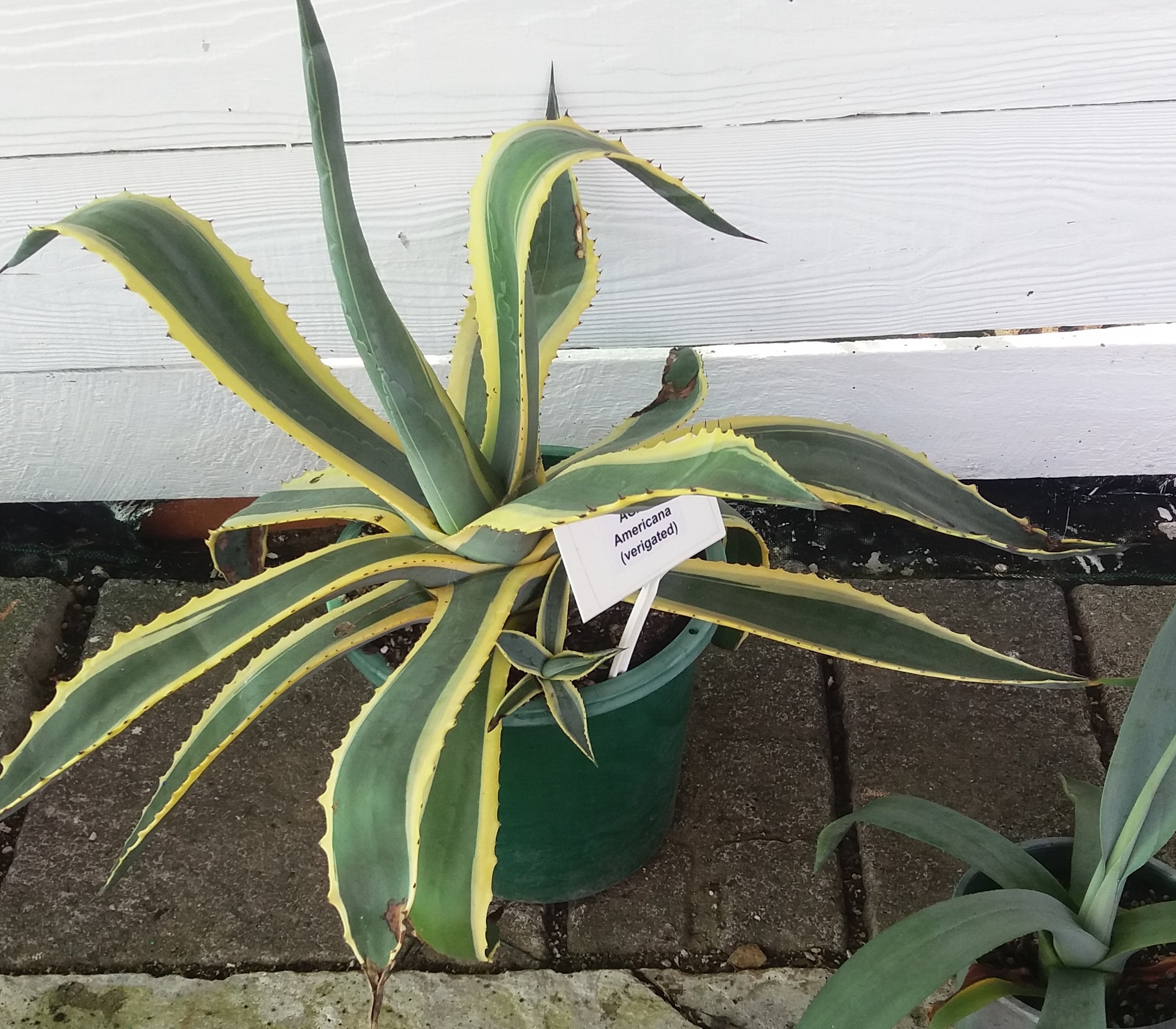 Agave Americana