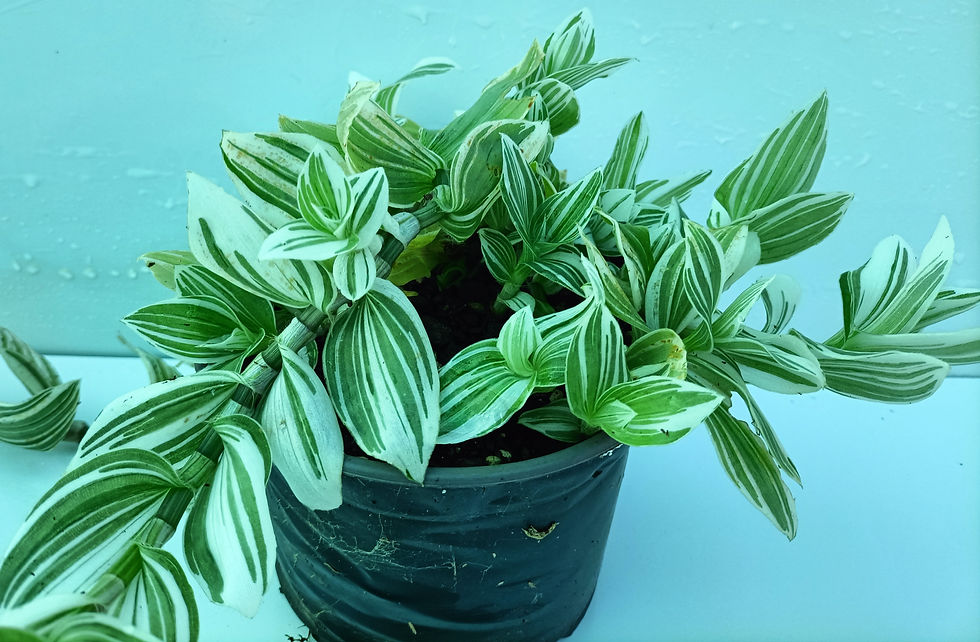 Zebrina Pendula - Green