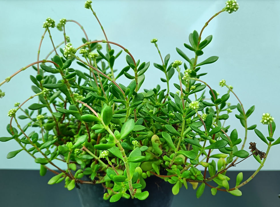 Crassula Atropupurea v Anomala