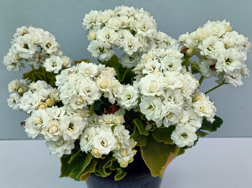 Kalanchoe Blossfeldiana - White