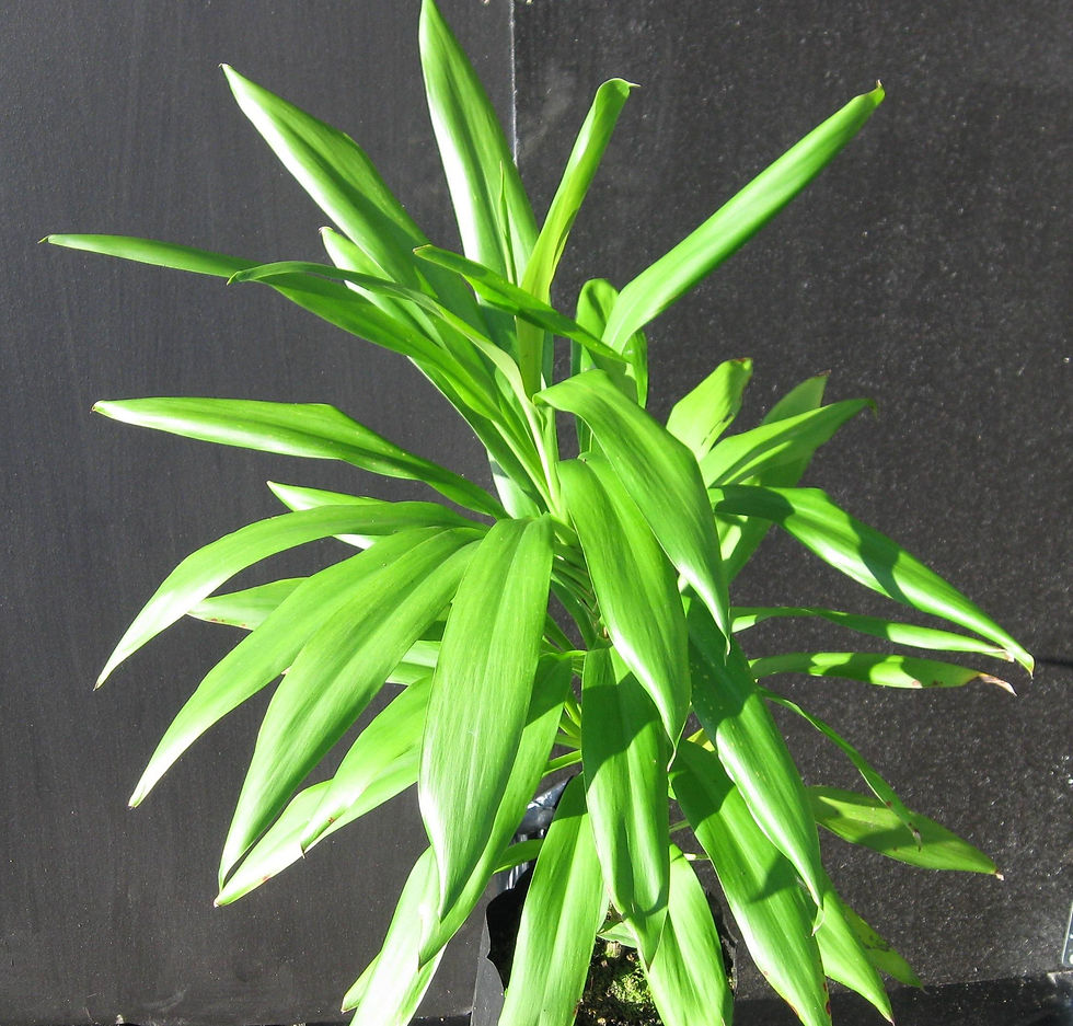 Cordyline petiolaris - Broad Leaved Palm Lily
