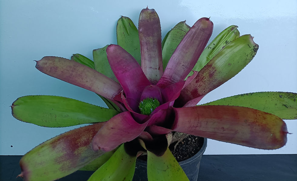 Neoregelia Hybrid
