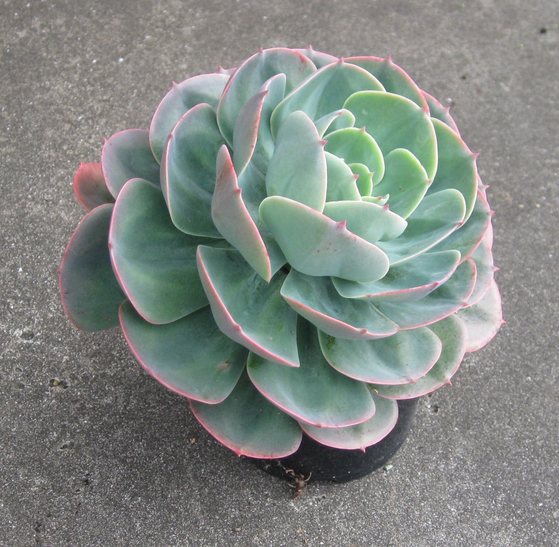 Echeveria Imbricata