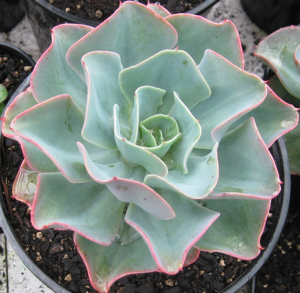 Echeveria Blue Waves