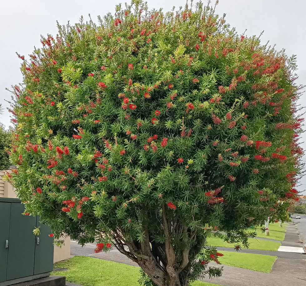 Bottlebrush