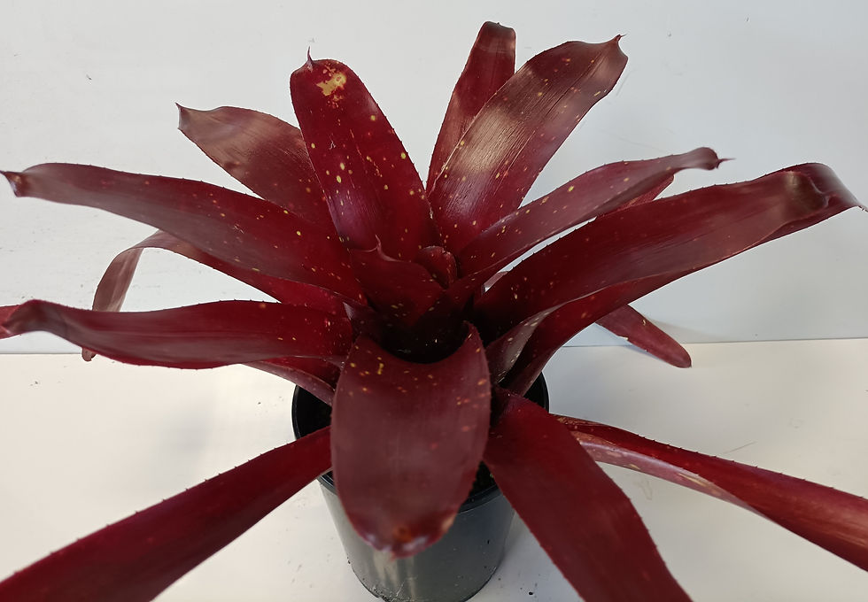 Neoregelia Fireball