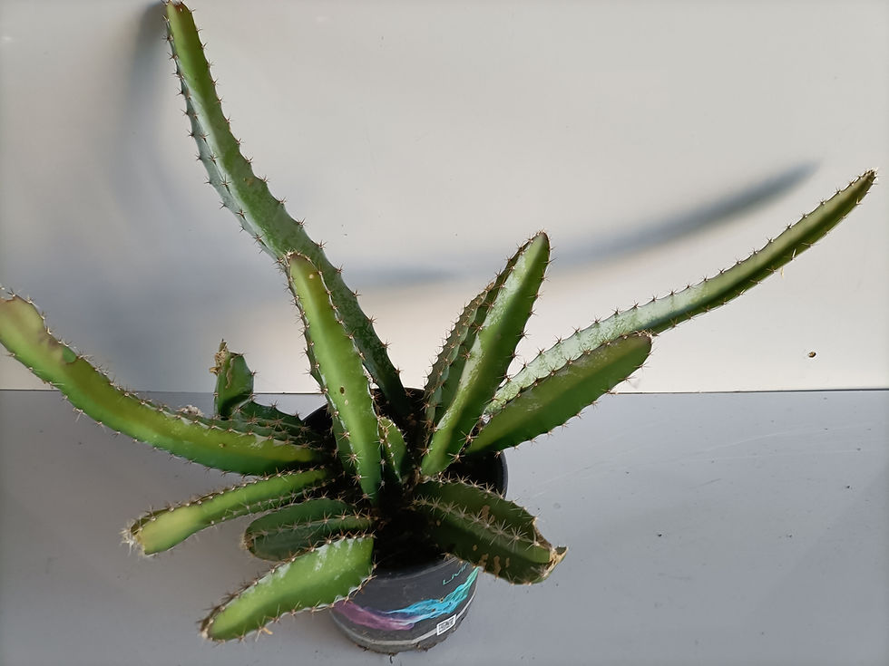 Dragon Fruit Cactus - Hylocereus Undatus