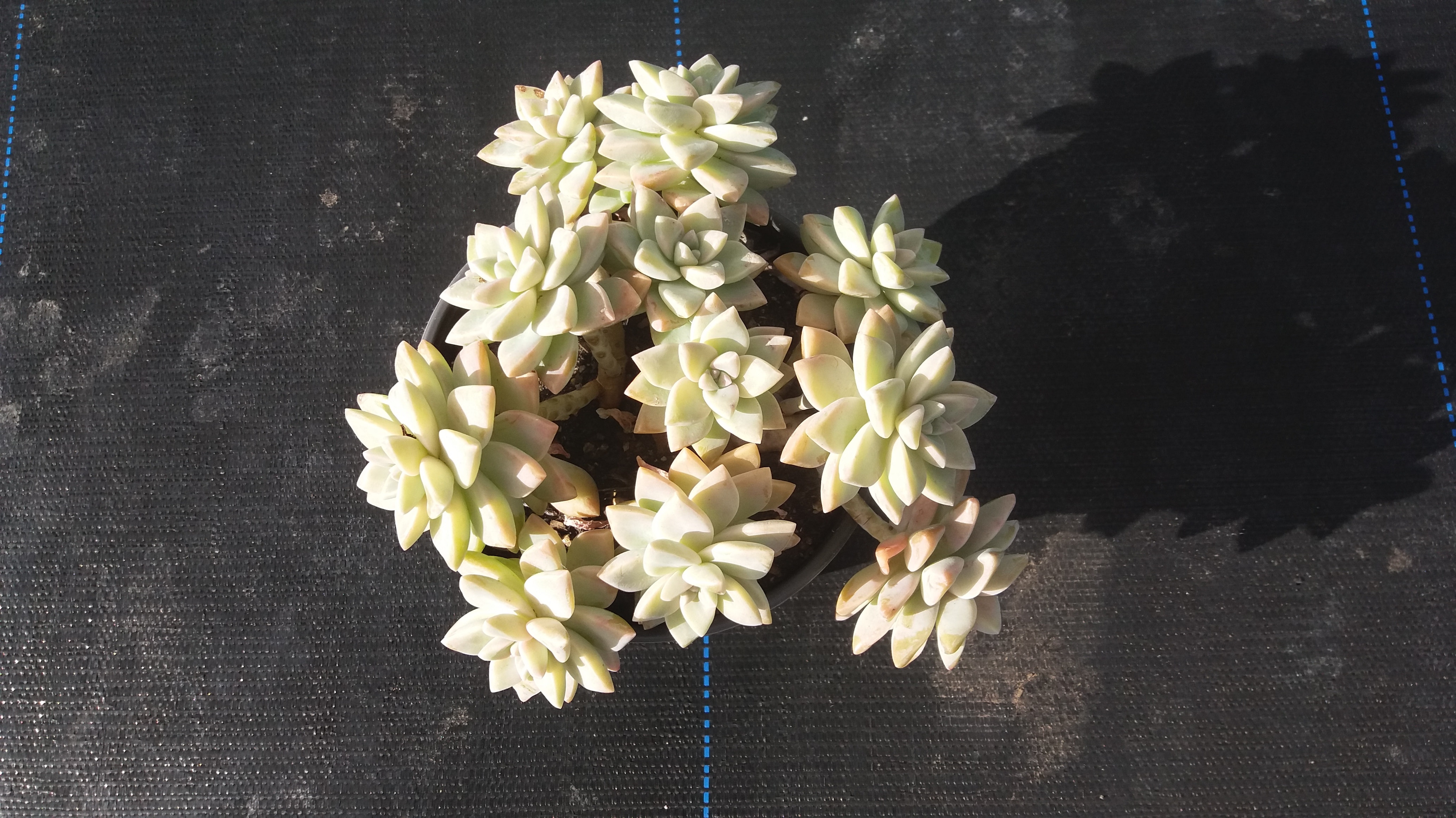 Graptopetalum Paraguayense