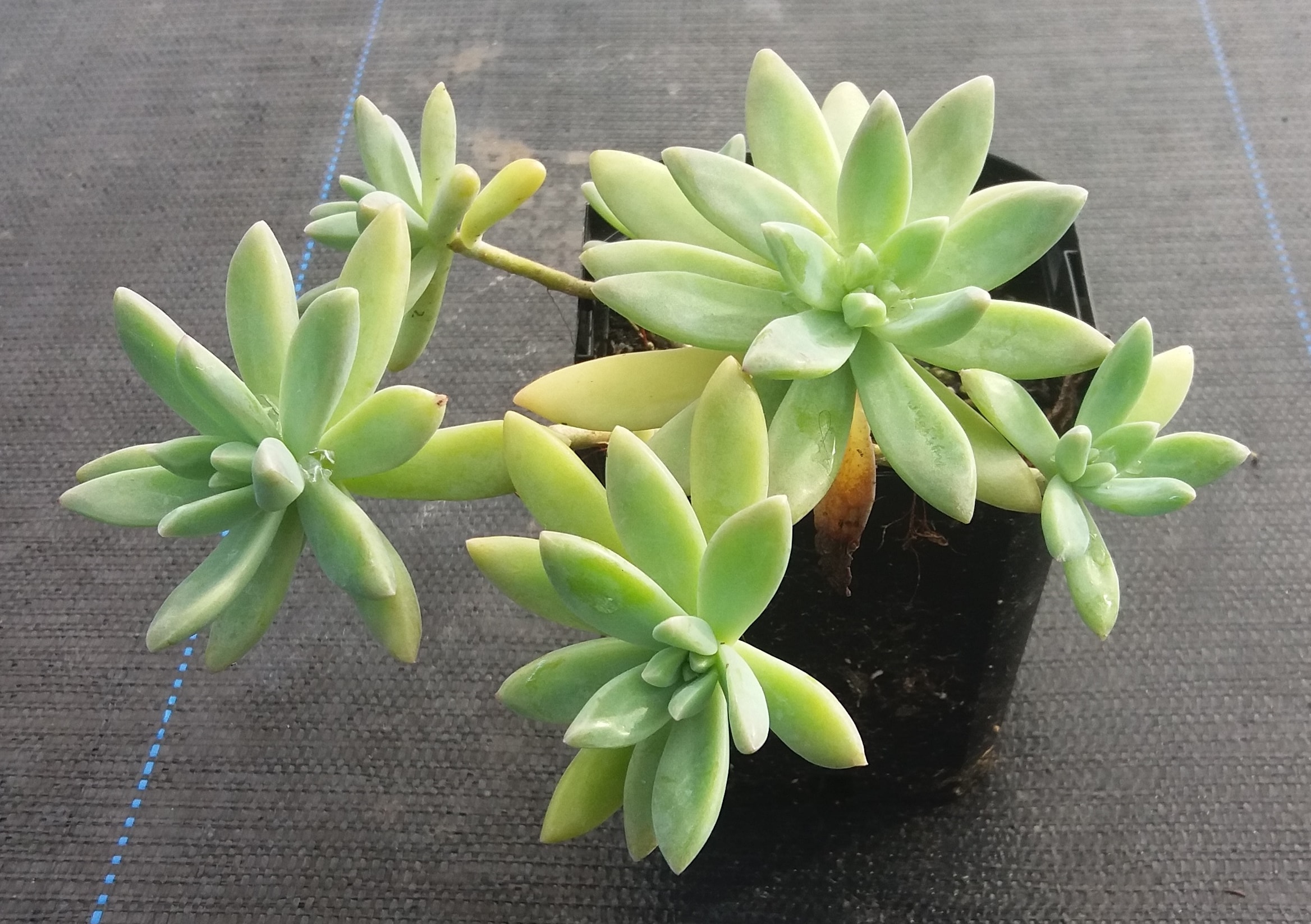 Sedeveria Starburst