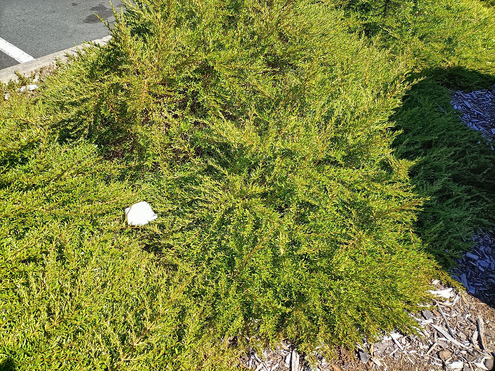 Coprosma Taiko 1