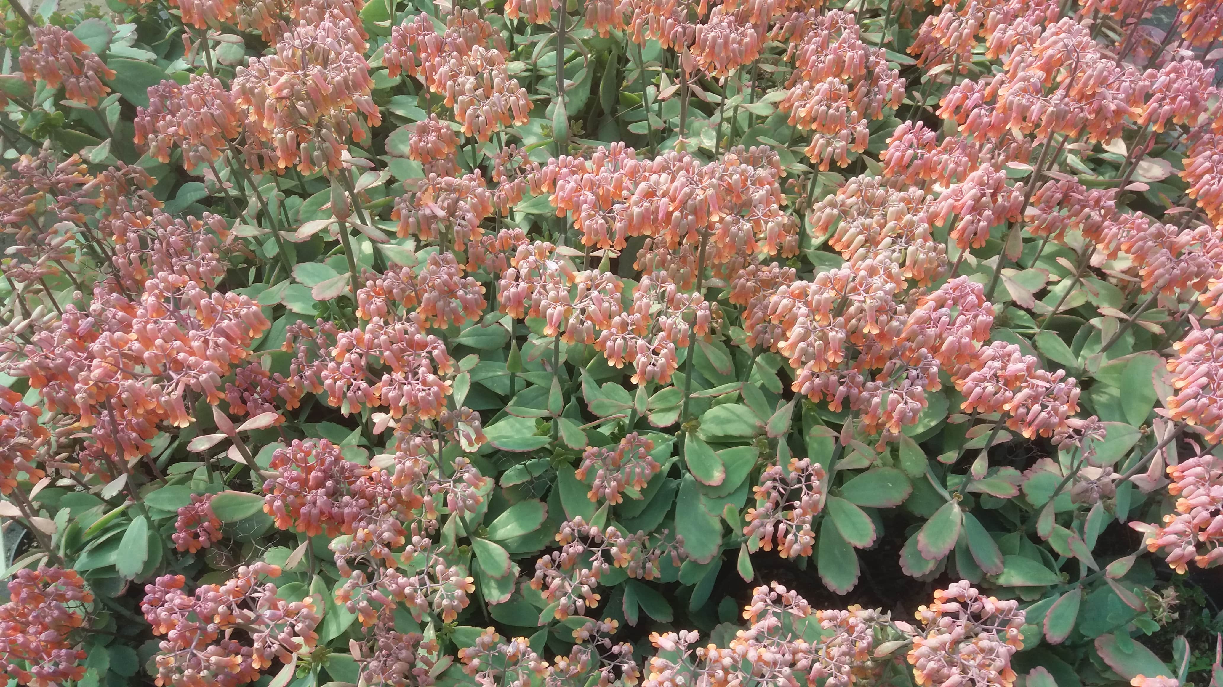 Kalanchoe Fedtschenkoi - in Flower