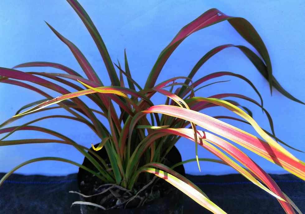 Phormium Jester