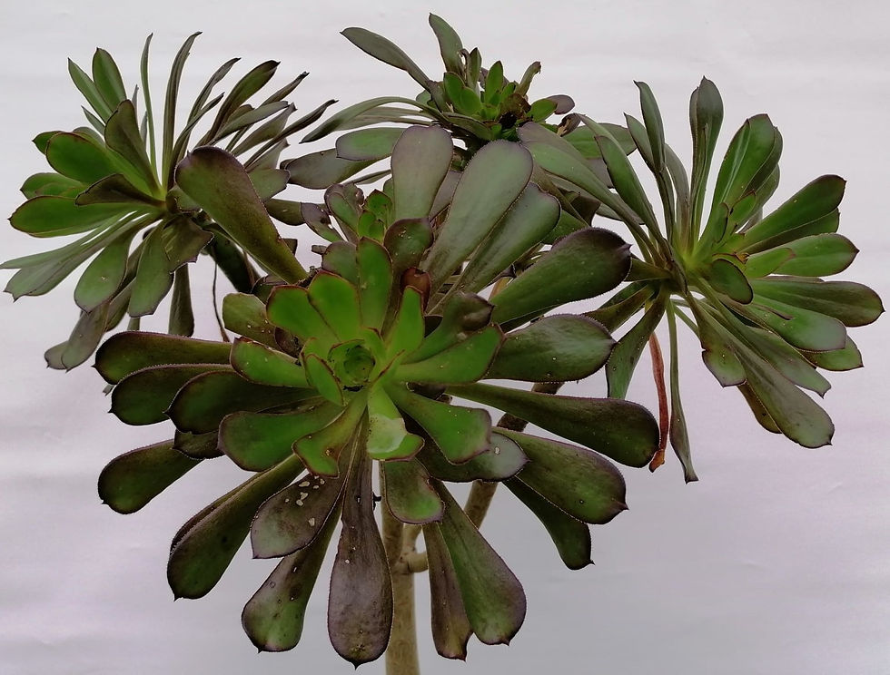 Aeonium Arboreum Holochrysum