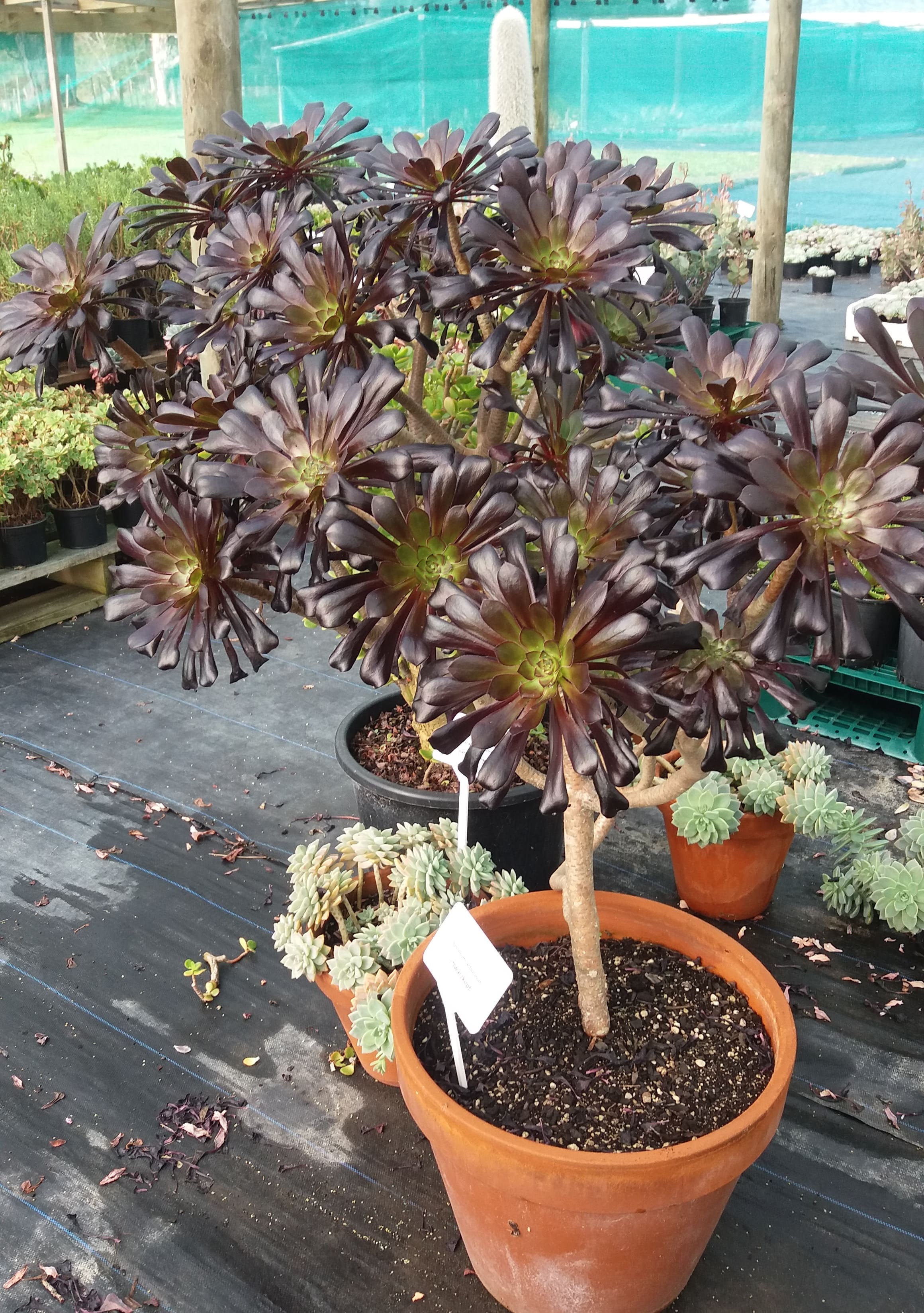 Aeonium Arboreum Schwarzkopf
