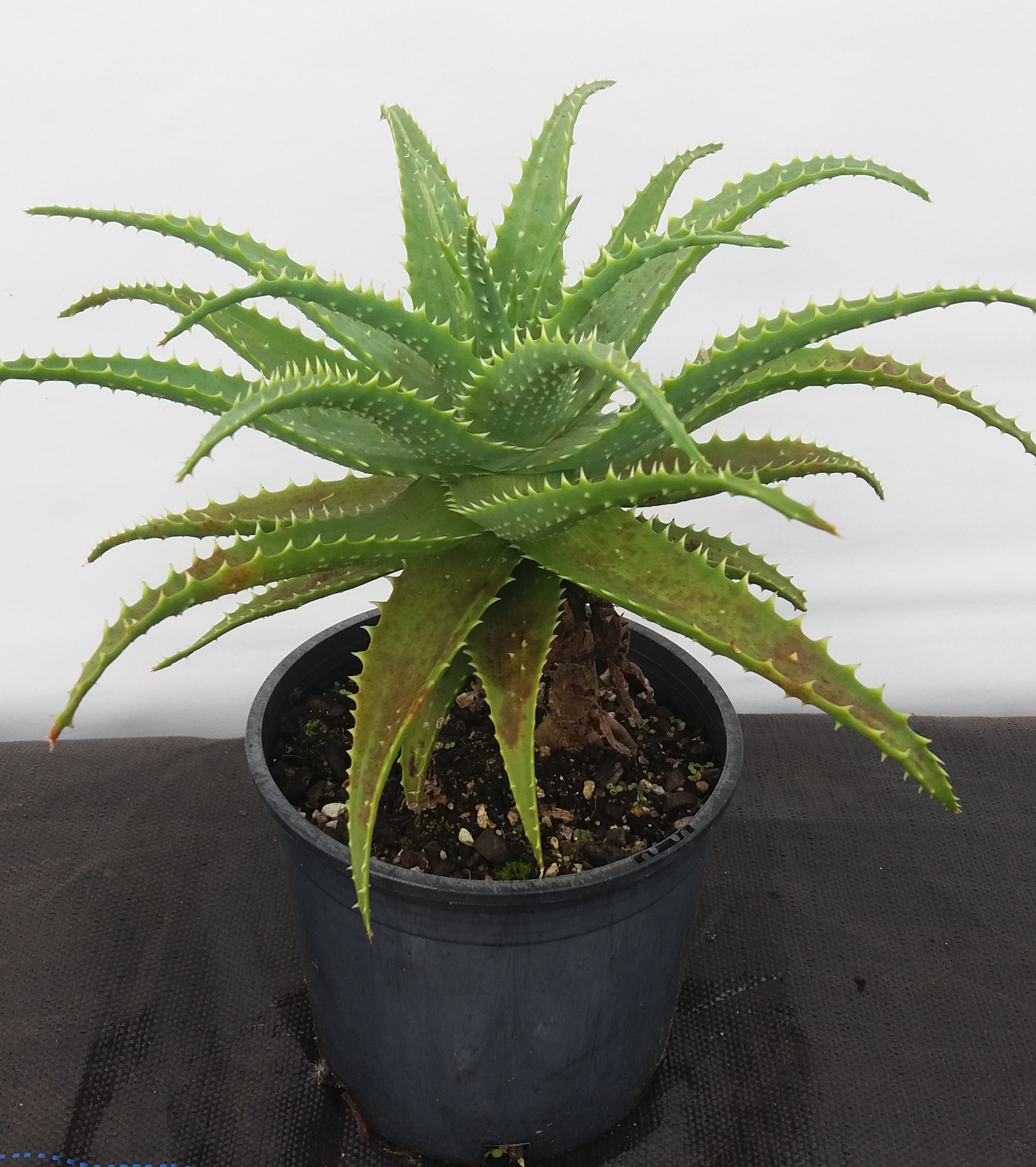 Aloe Spinossissima