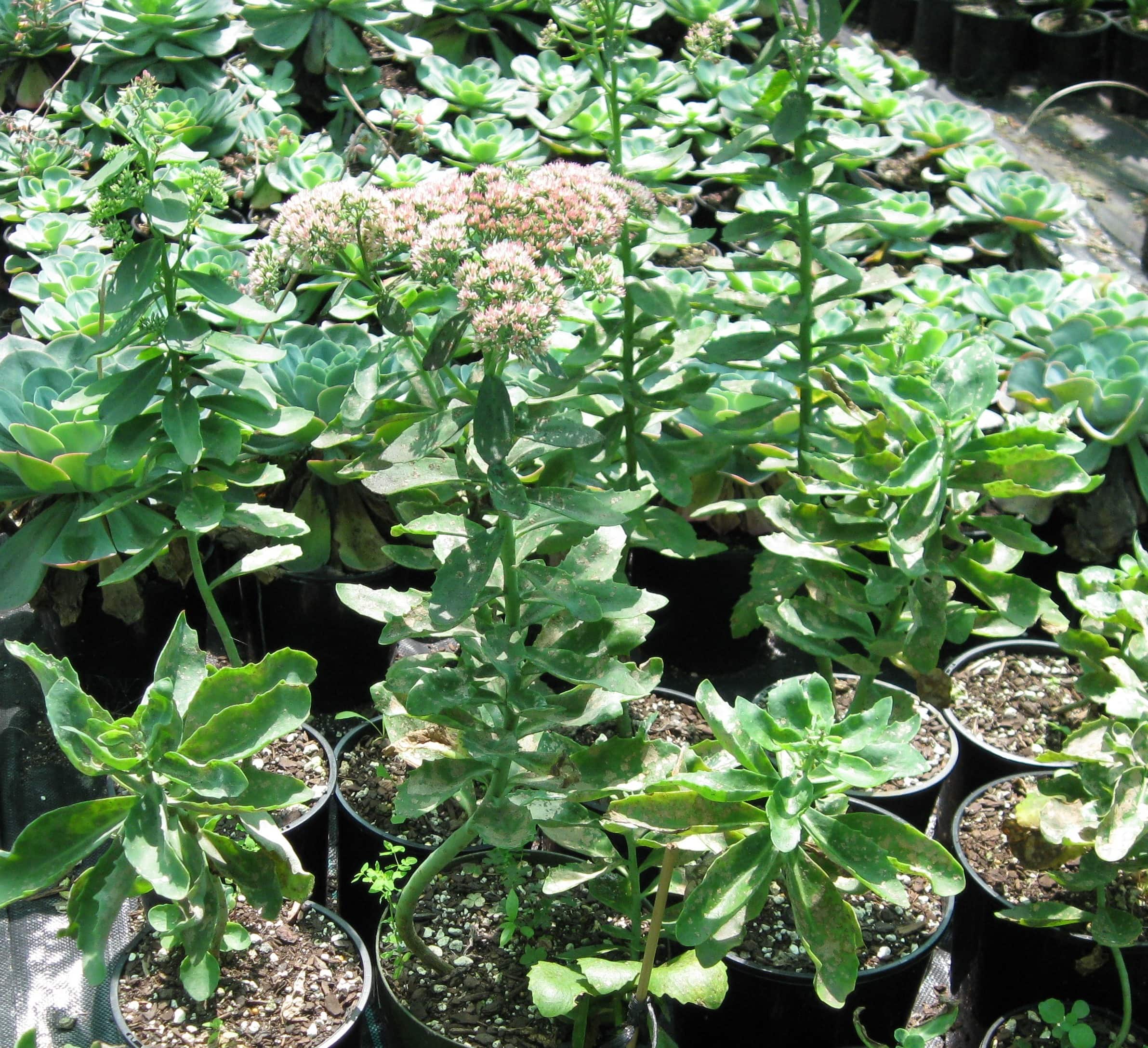 Sedum Spurium