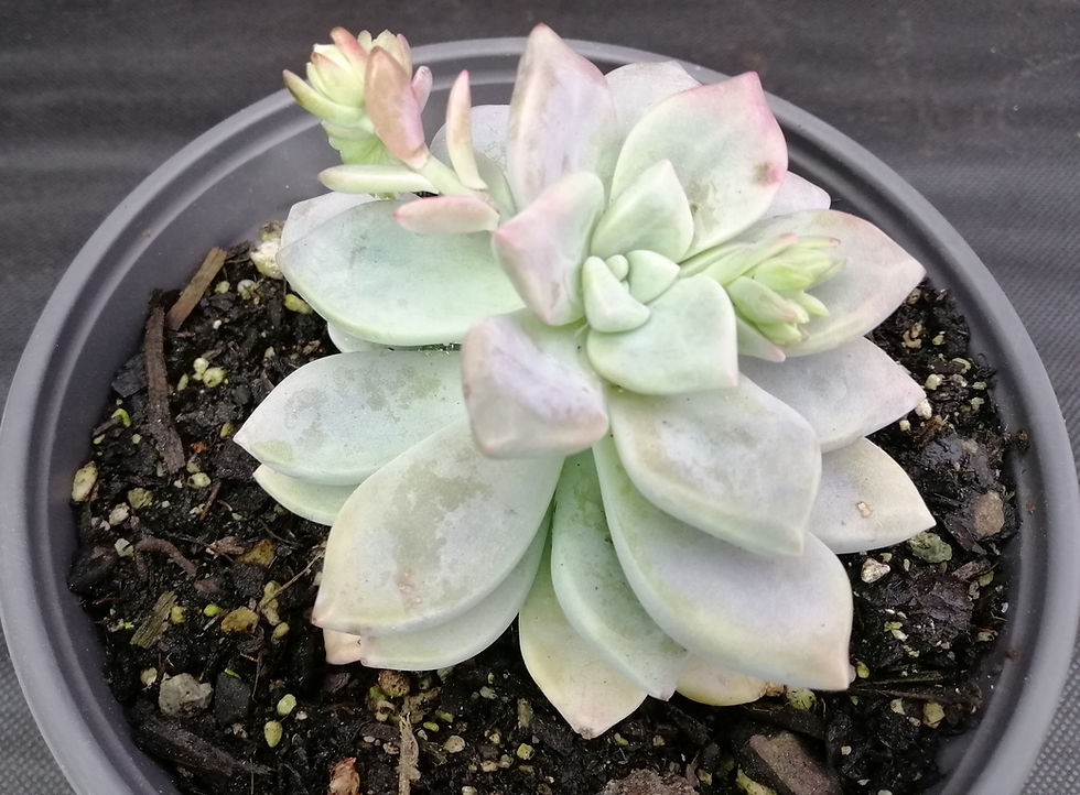 Graptoveria Titubans