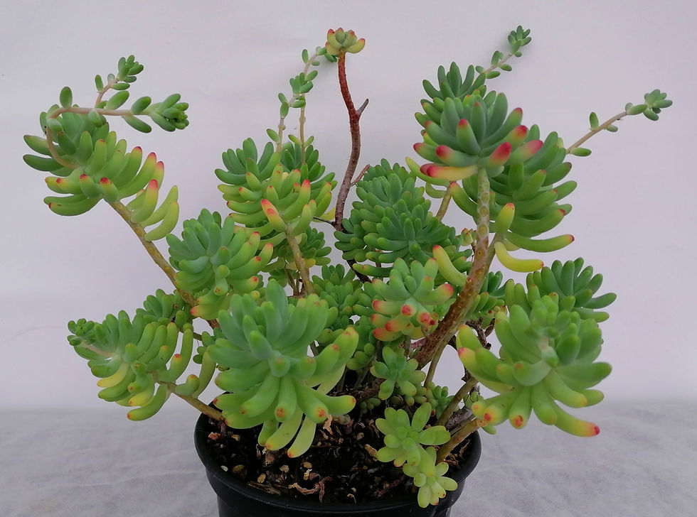 Sedum Pachyphyllum - Jelly Bean