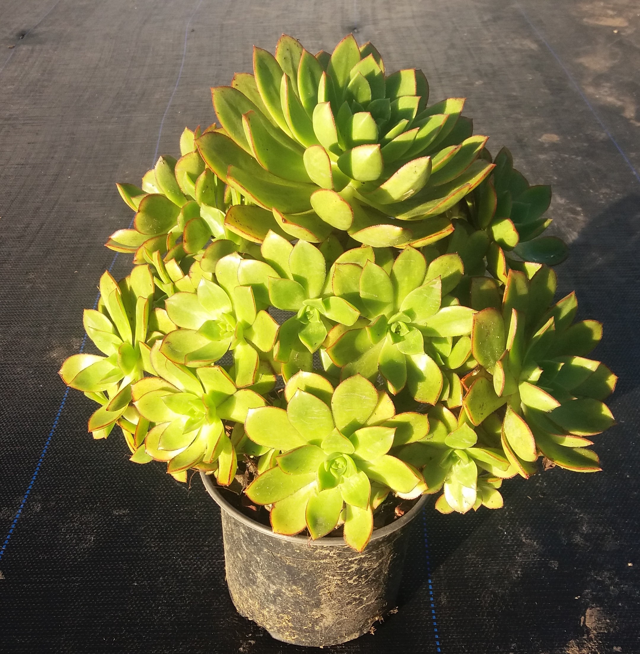 Aeonium Haworthii
